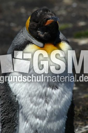 Königspinguin (56 von 84).jpg